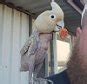 Heartwarming video shows Gucci the featherless bird dancing 